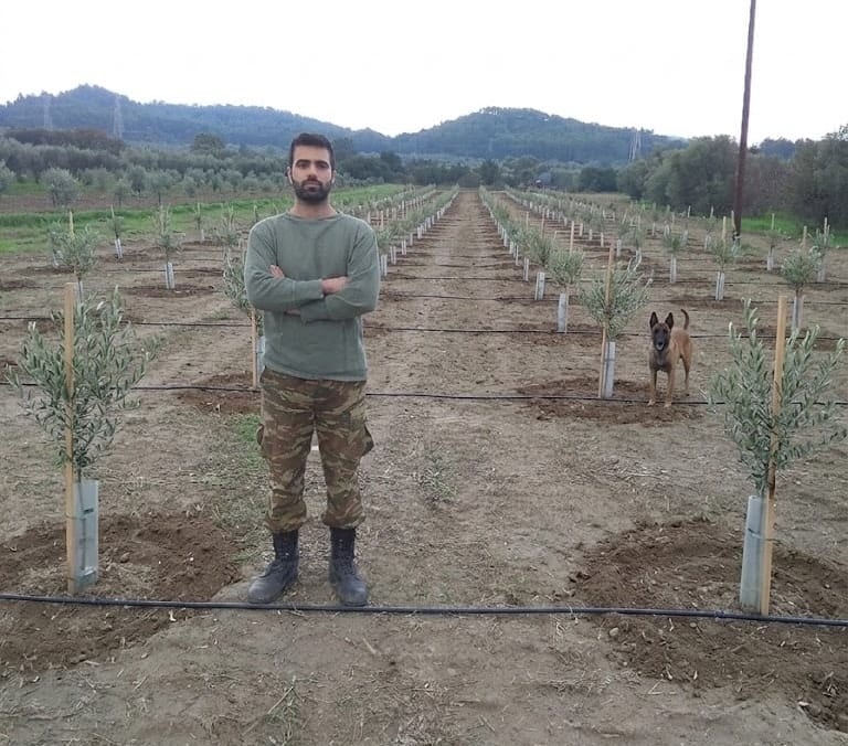New Koroneiki olive groves planted for premium extra virgin oil