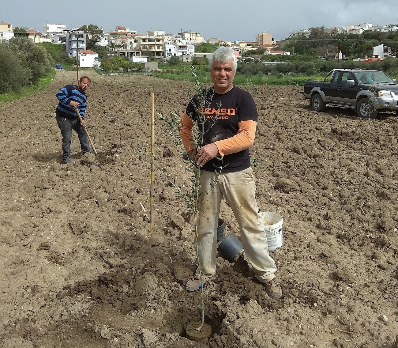 Father Ignatios expanding family olive groves with new Koroneiki plantings
