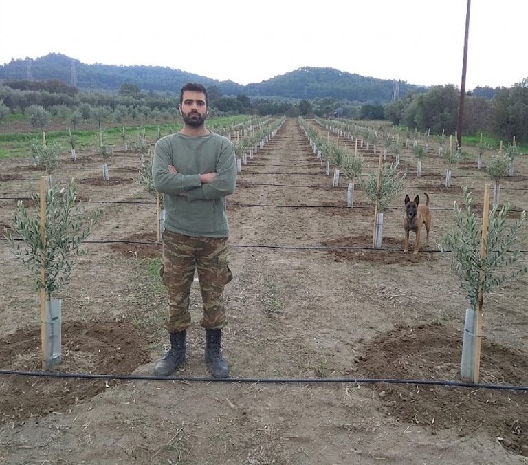 New Koroneiki olive groves planted for premium extra virgin oil